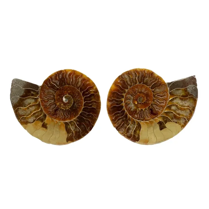Ammonite Fossil Pair in Lucite Stands – Beige Seabed Opalescent Back