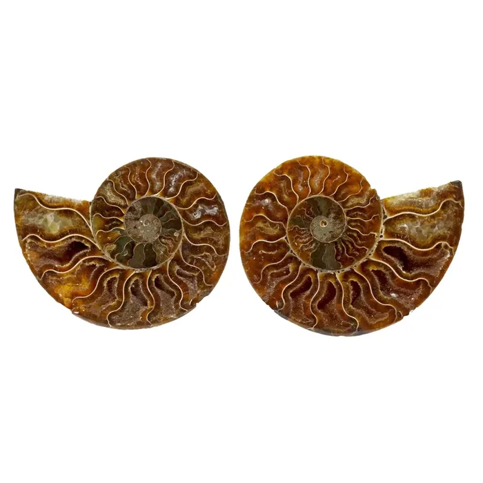 Ammonite Fossil Pair in Lucite Stands – Full Nacre Opalescent Back