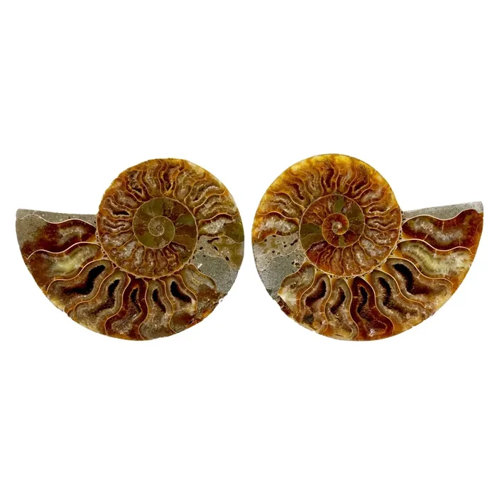 Ammonite Fossil Pair in Lucite Stands – Gray Seabed and Druze Pockets