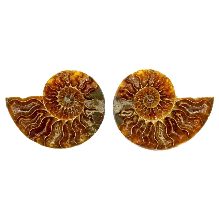 Ammonite Fossil Pair in Lucite Stands – Red Opalescent Back
