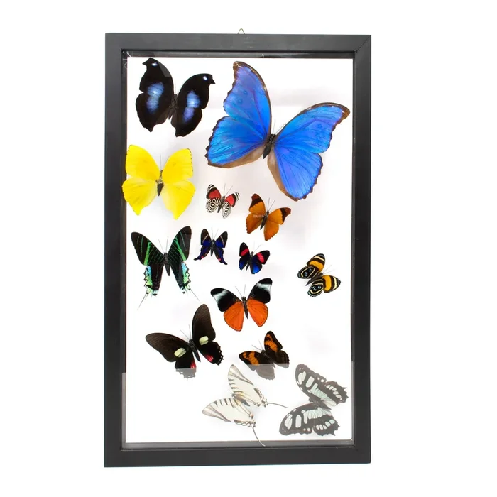 Butterfly Frame 14 Count Variety