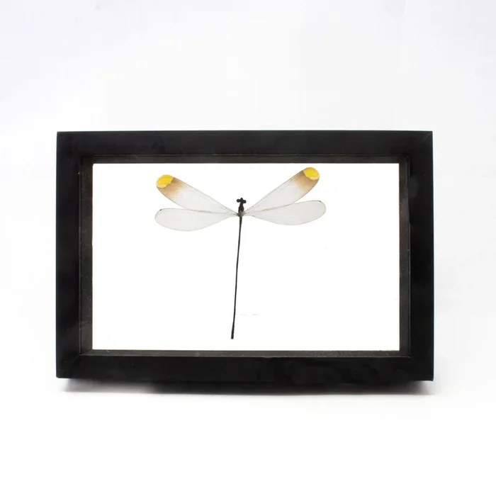 Dragonfly Frame from Peru