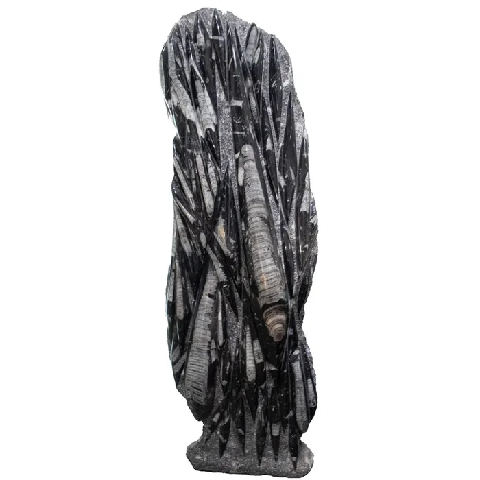 Orthoceras Fossil Sculpture – Plaque Self-Standing Floor Height